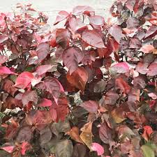 Image result for Acalypha