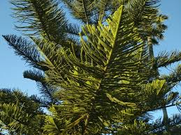 Image result for Araucariaceae