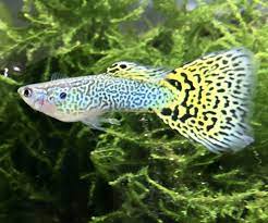 Apr 08, 2019 · ikan guppy termahal selanjutnya adalah ikan guppy young pai champion purple. 16 Jenis Ikan Guppy Banyak Dicari Dan Cara Merawatnya Blog Ruparupa