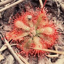 Image result for Drosera pilosa