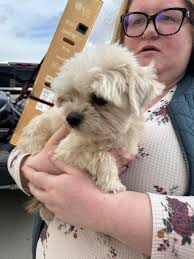 Found neutered dog near Marshall, Minnesota, needs home