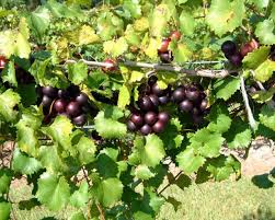 Image result for Vitis sp.