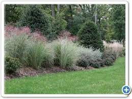 New Jersey Ornamental Grasses Within Border Plantings Ornamental Grass Landscape Ornamental Grasses Landscaping Plants