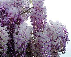 All About Gardening And Nature The World S Largest Wisteria Vine And Its History Wisteria Flowers Vines