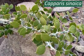 Image result for Fagonia sinaica