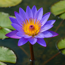 Image result for Nymphaea divaricata