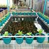 Bagaimana cara menyemai cabe dalam hidroponik? 1