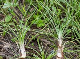 Image result for Isoetes welwitschii