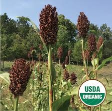 Image result for Sorghum versicolor
