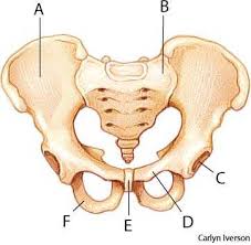 The pelvic cavity is described as having two parts: Pelvic Anatomy Definition Anatomy Drawing Diagram