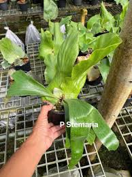 Image result for Platycerium stemaria