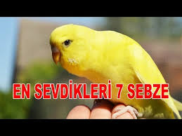 Muhabbet Kusu Mama Tarifi Kizistirici Dogal Youtube