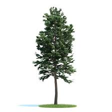 Tall Green Tree Pine 3d Model Green Trees Trees To Plant Plants