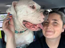 This is Odin! He is guesstimated to be about 2YO American Bulldog mix. He  would probably do best as an only dog OR a dog the same size or bigger  (with good