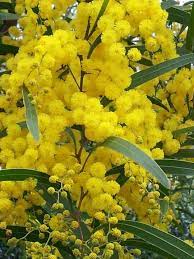 We did not find results for: Australian Wattle West Australian Xmas Tree You Know Its Nearly Xmas When These Start To Flower Australian Flowers Australian Wildflowers Australian Trees