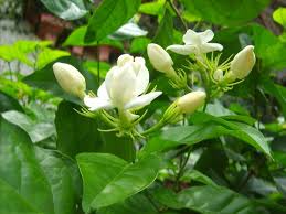 Flores De Mayo Jasmine Plant Jasmine Flower Flowers