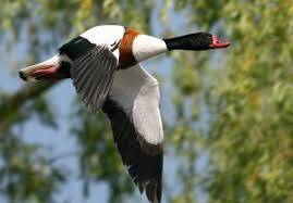 Shelduck Tadorna Tadorna Ucarken Ordekler Kumes