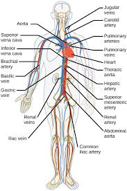 Between arteries and veins, there is a network of. The Circulatory System Review Article Khan Academy