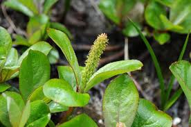 Image result for Salicaceae