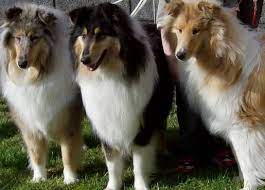 kolli istoriya harakter zdorove i harakter porody foto i video shenki shelti kolli fotografii sobak