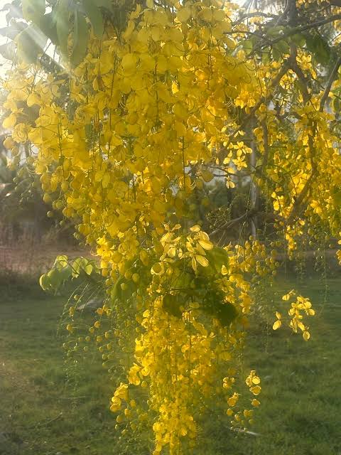 அக்ரஹாரத்தில் கொன்றை! | எழுத்தாளர் ஜெயமோகன்