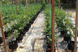 Cili padi, lada atau cabai sememangnya disukai seluruh rakyat malaysia sehinggakan ada yang tanam pokok chili sendiri di rumah kerana keperluan tanaman ini dalam makanan seharian adalah satu kemestian. Cara Tanam Cili Fertigasi Tips Budidaya Ilmubudidaya Com