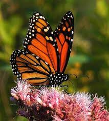 The King Butterfly Pictures Monarch Butterfly Butterfly Photos