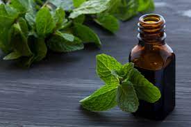 Essential oils are used for many different things. Natural Pest Control How To Repel Pests Using Peppermint Oil