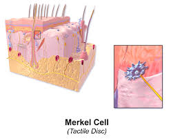 Inexpensive natural ointment has removed skin cancer After Merkel Cell Carcinoma Has Been Diagnosed Tests Are Done To Find Out If Cancer Cells Have Spread To Other Parts Of The Body The Process Used To Find Out If Cancer
