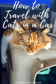 How To Move Cross Country With Cats Everything You Need To Know Moving Cross Country Cat Travel Cats