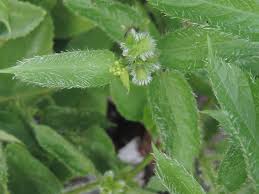 Image result for Tragia brevipes-benthamii-okanyu