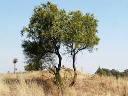 Image result for Searsia leptodictya