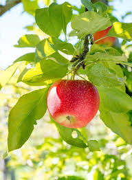 Let's go out on a limb and prove we can grow our own apples