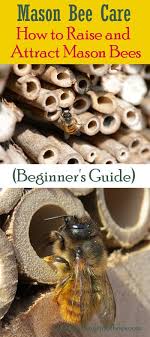 Maybe you would like to learn more about one of these? Mason Bees How To Raise And Attract Mason Bees Mason Bees Mason Bee House Bee Food