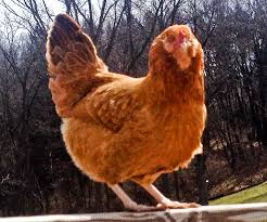 We sell farm fresh eggs that are created right here in our back yard. Learn The 3 A S Of The Easter Egger Chicken Hobby Farms