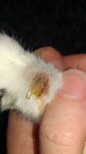Learn all about who dewclaw removal works in this informative video: Infected Claw Thecatsite