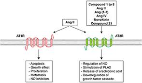 Maybe you would like to learn more about one of these? Update On Angiotensin Ii Subtype 2 Receptor Focus On Peptide And Nonpeptide Agonists Molecular Pharmacology