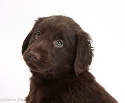 We did not find results for: Flat Coated Retriever Puppies For Sale Uk The Y Guide