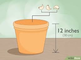 So kann jedermann knoblauch ganz einfach selber ziehen. Knoblauch Drinnen In Einem Topf Anbauen Mit Bildern Wikihow