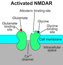 Explain how this allows for brain plasticity. Nmda Receptor Wikipedia
