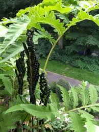 Perlfarn Onoclea Sensibilis Farn Baumschule Horstmann Stauden