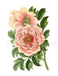 Peony Printable Art Pink Flowers Vintage Graphic Peony Digital Etsy Clip Art Vintage Antique Illustration Flower Clipart