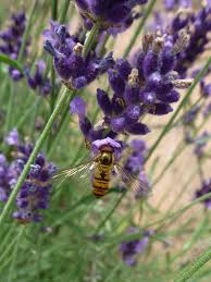 Schwebfliegen Blattlausjager Im Garten Hortus Girasole Konigskerze Schweben Schildlause