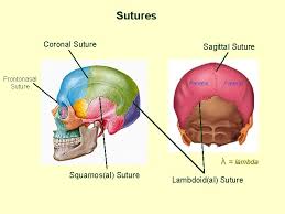 Lambdoid suture the line of union between the upper borders of the occipital and parietal bones, shaped like the greek letter lambda. Labs 4 And 5 The Skeletal System Expanded