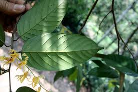 Image result for Dipterocarpaceae