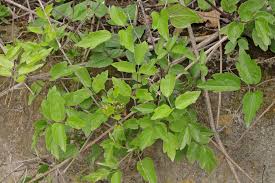 Check spelling or type a new query. Gemeine Waldrebe Clematis Vitalba