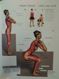 Muscles in the human body (pectoralis major, abdominals, obliques). Squats Muscle Chart Vtwctr