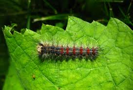 What is a gypsy moth's lifespan? Dealing With Gypsy Moths Middlesex Centre