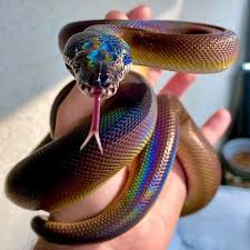 The rainbow is just how the light reflects of the scales. The White Lipped Python Pics