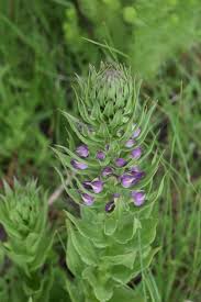 Image result for Cliffortia nitidula